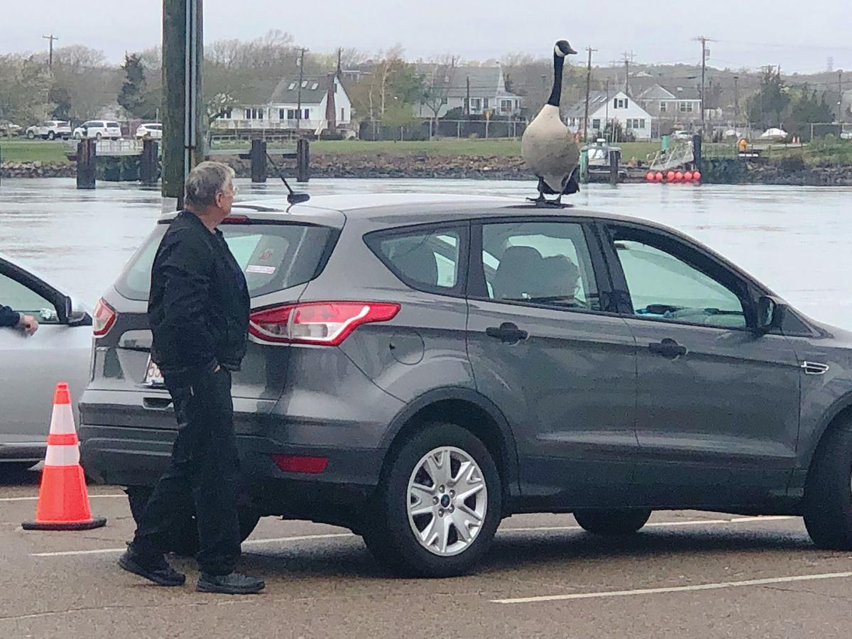Goose On Top Of A Car