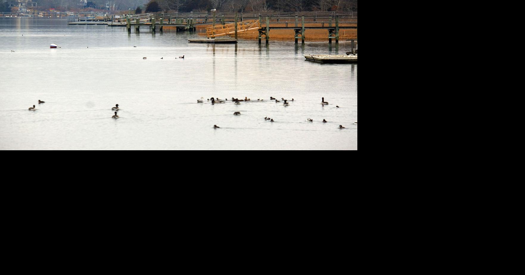 Green Pond North Closed To Shellfishing Falmouth News