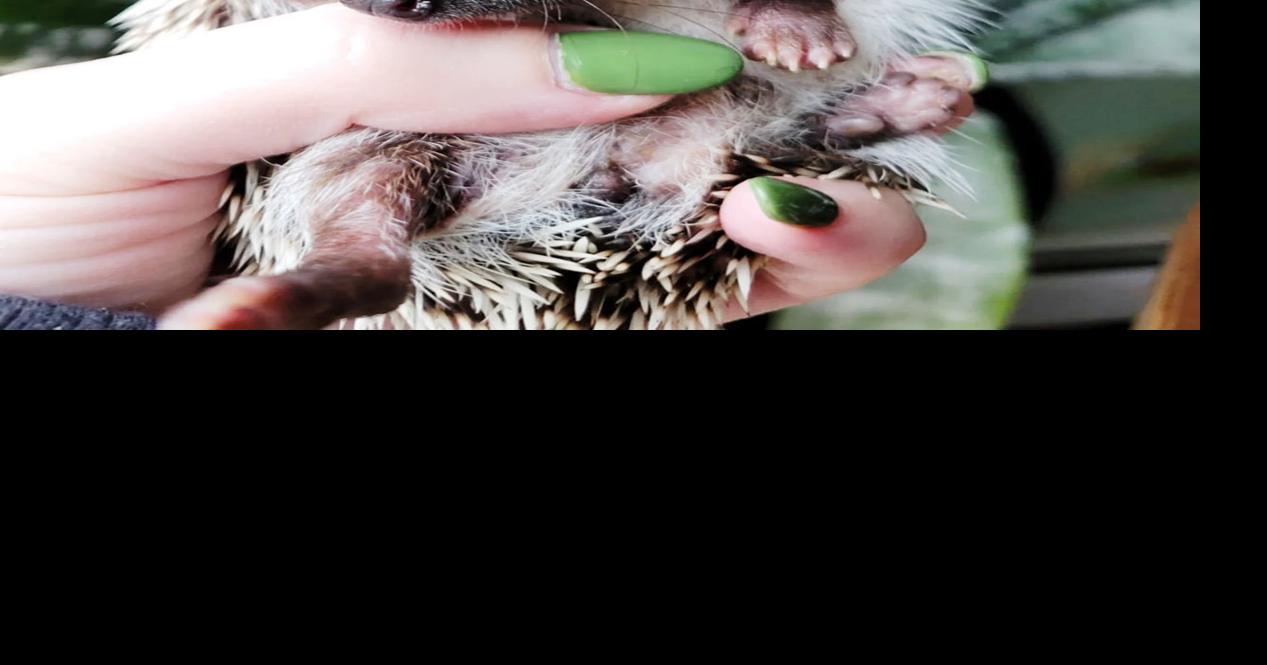 Amazing Animal Ambassadors To Visit Natural History Museum | Arts ...