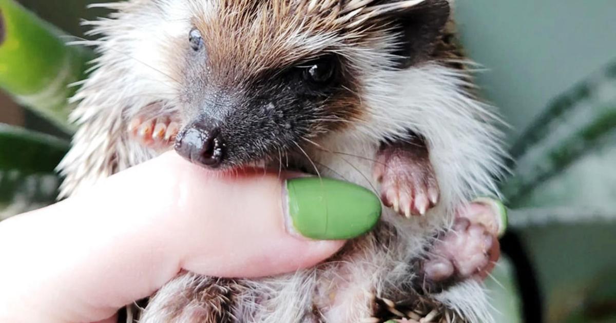 Amazing Animal Ambassadors To Visit Natural History Museum | Arts ...