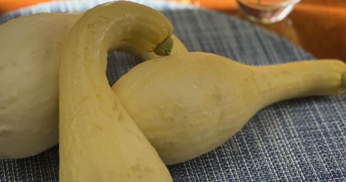 Squashed Order Gourmets & Good Eaters: Summer Squash Is Here | Columns | capenews.net