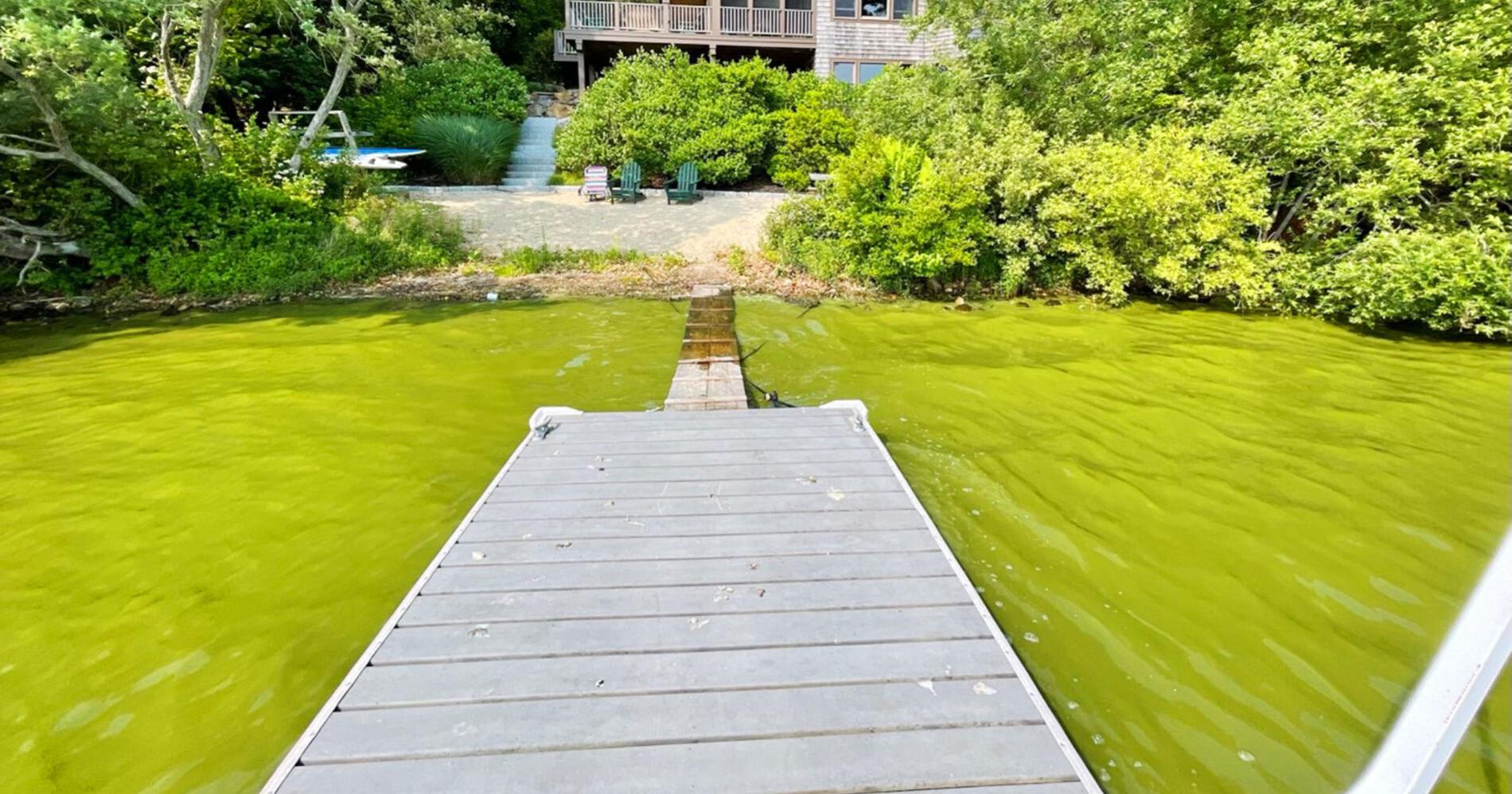 Lack Of Cyanobacteria Warning Signs At Wakeby Pond Creates Conflict - Vimarsana News