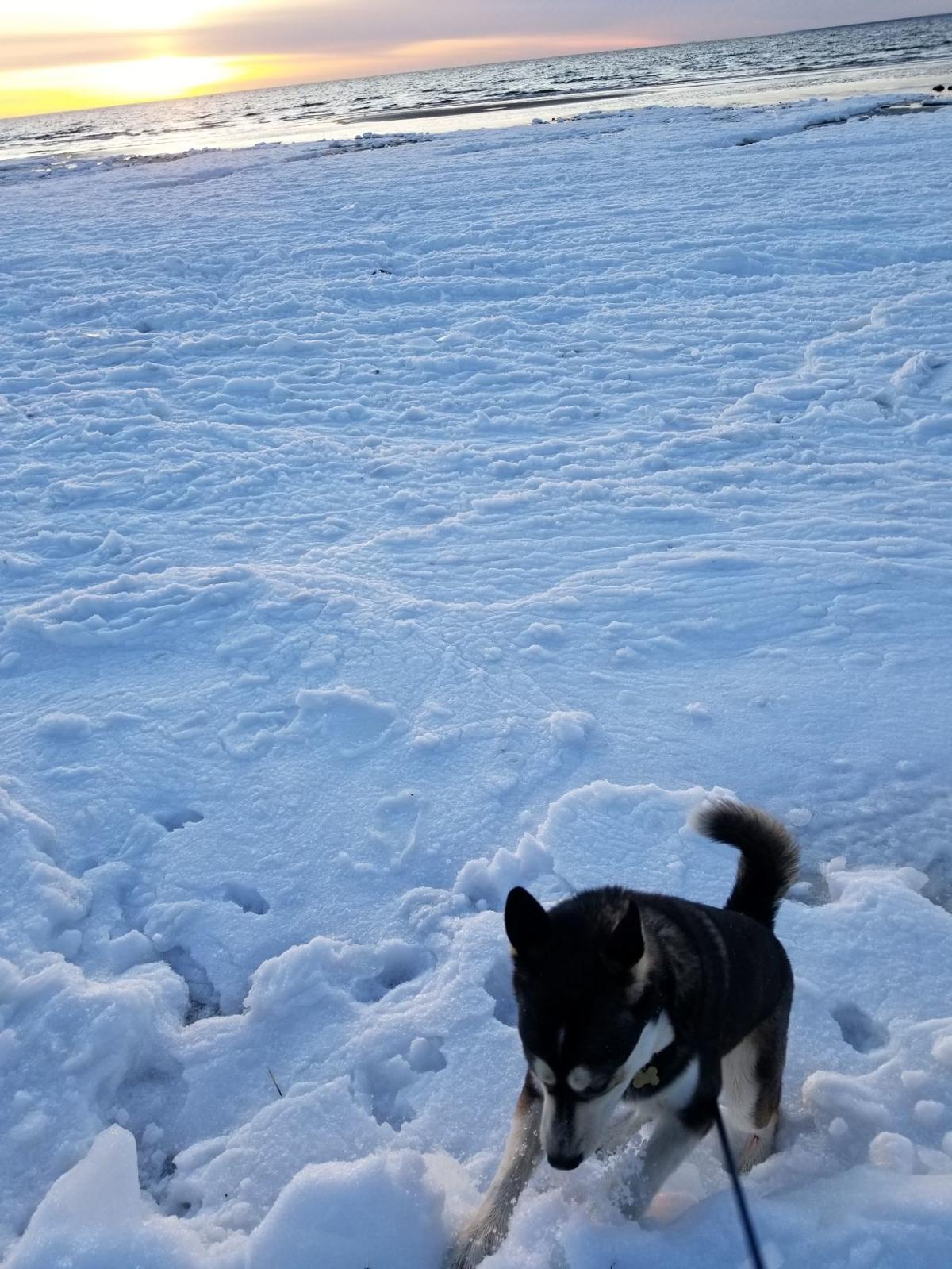 Friends Of Falmouth Dogs March 1, 2019 Falmouth Columns