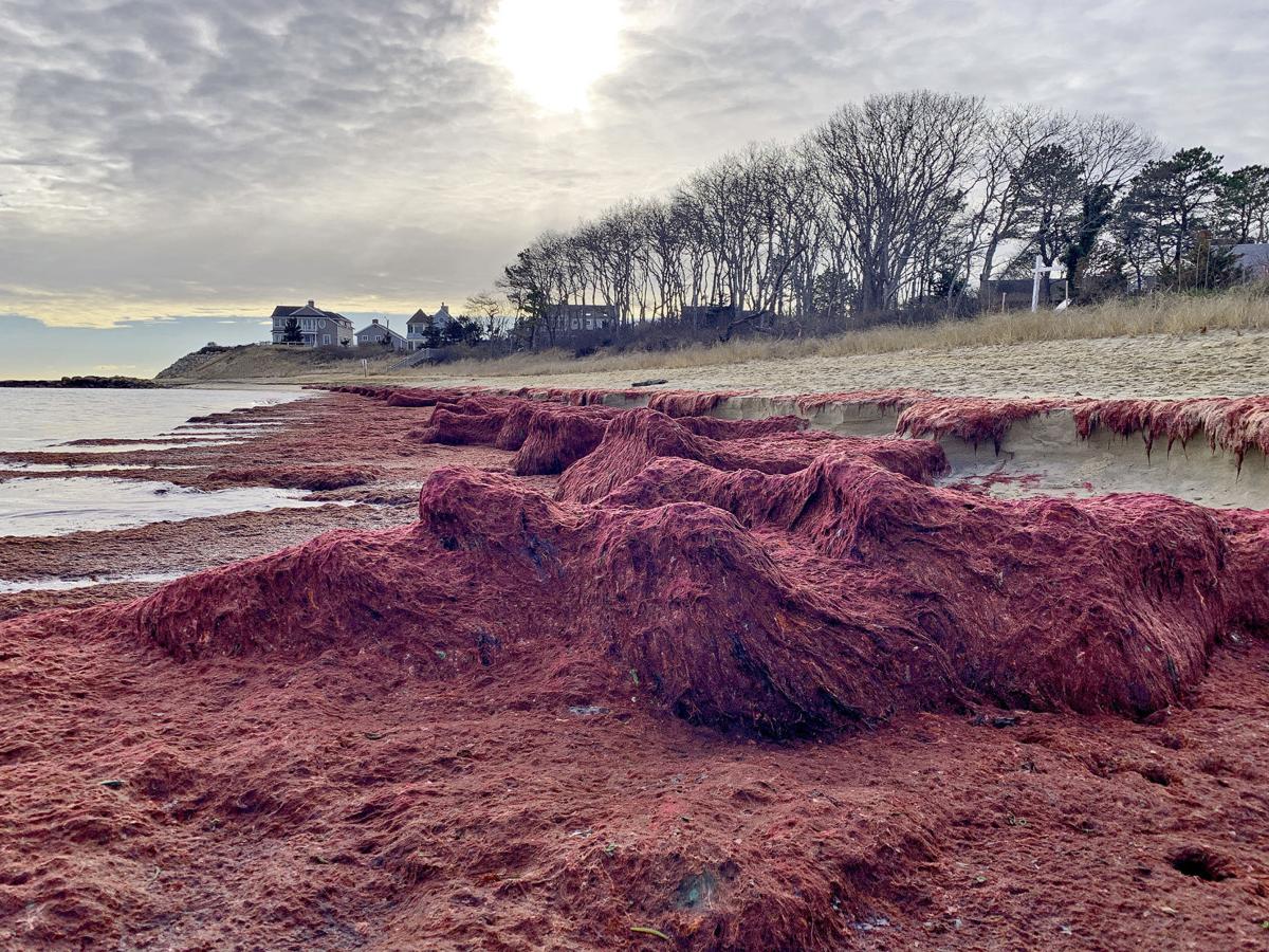 Red Algae