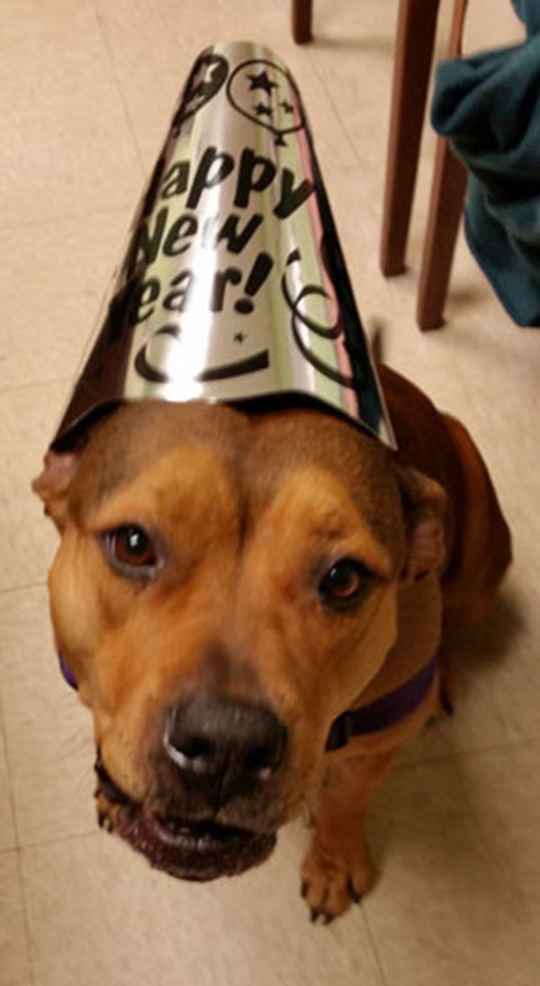 Friends Of Falmouth Dogs - January 15, 2016 | Falmouth Columns