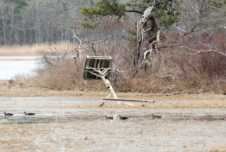Fallen Osprey Pole