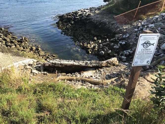 Repairs Underway At Canal Herring Run Bourne News