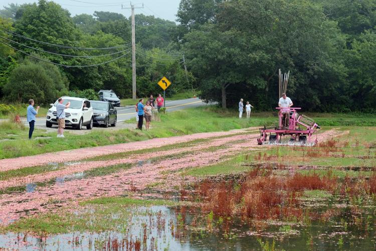 PHOTOS Cranberry Harvesting Along Route 6A Sandwich