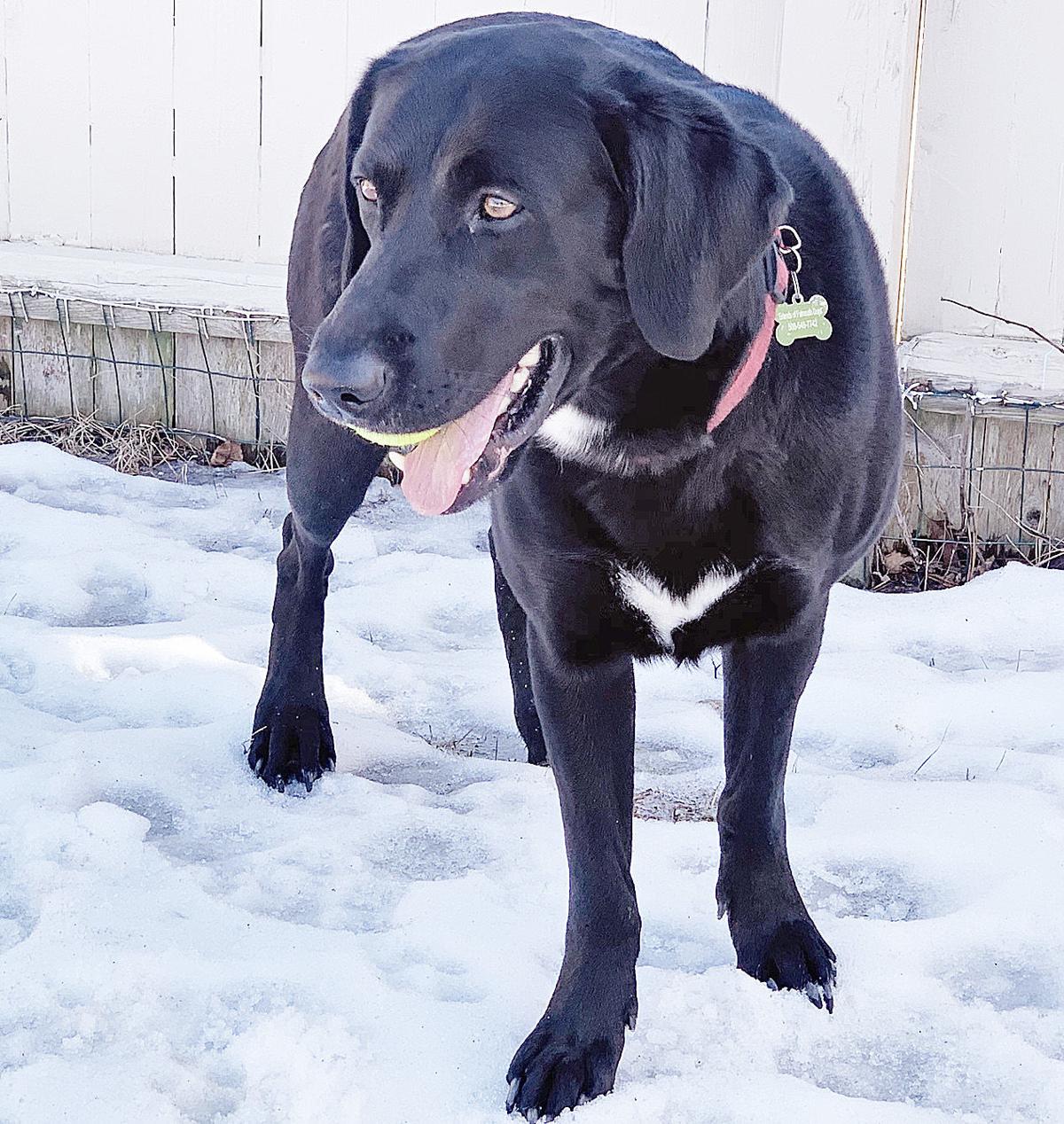 Friends Of Falmouth Dogs March 15, 2019 Falmouth Columns