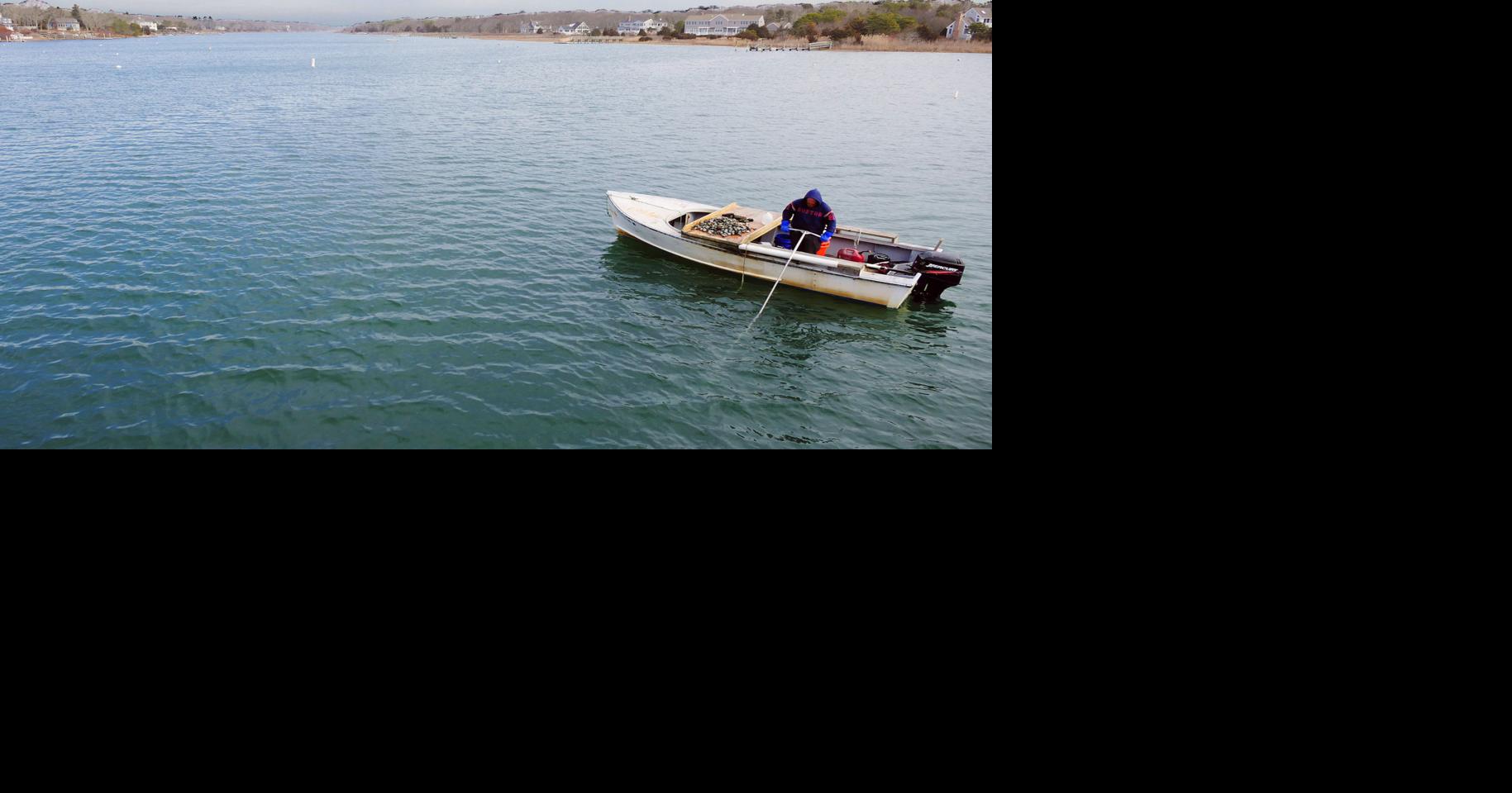 Portion Of Green Pond Reopened For Shellfishing Falmouth News