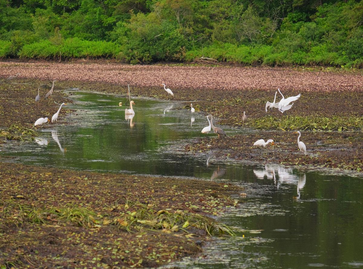 Red Brook Road Pond