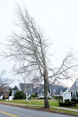 Tree Removal Hearing