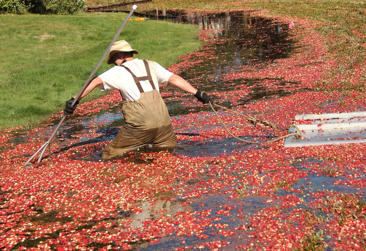 Cranberry Harvest Season Is Here Mashpee News