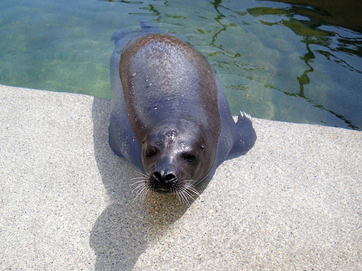 The Woods Hole Science Aquarium Loses Harbor Seal LuSeal Falmouth