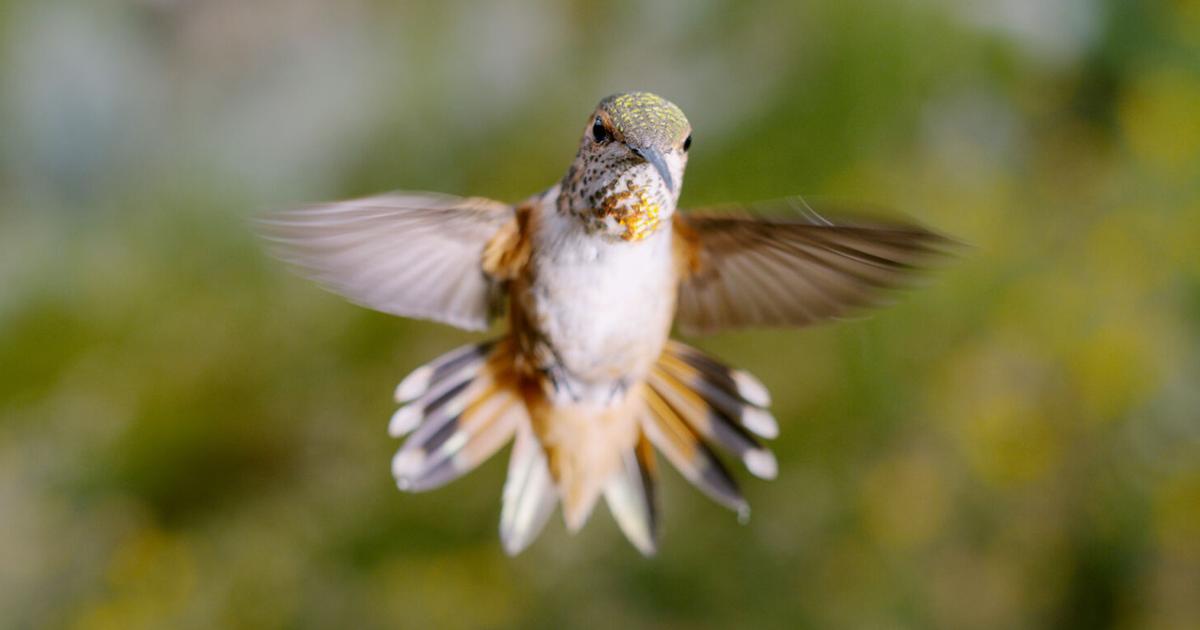 Hummingbird Documentary Hummingbird Documentary ‘Every Little Thing’ To Screen In Woods Hole ...