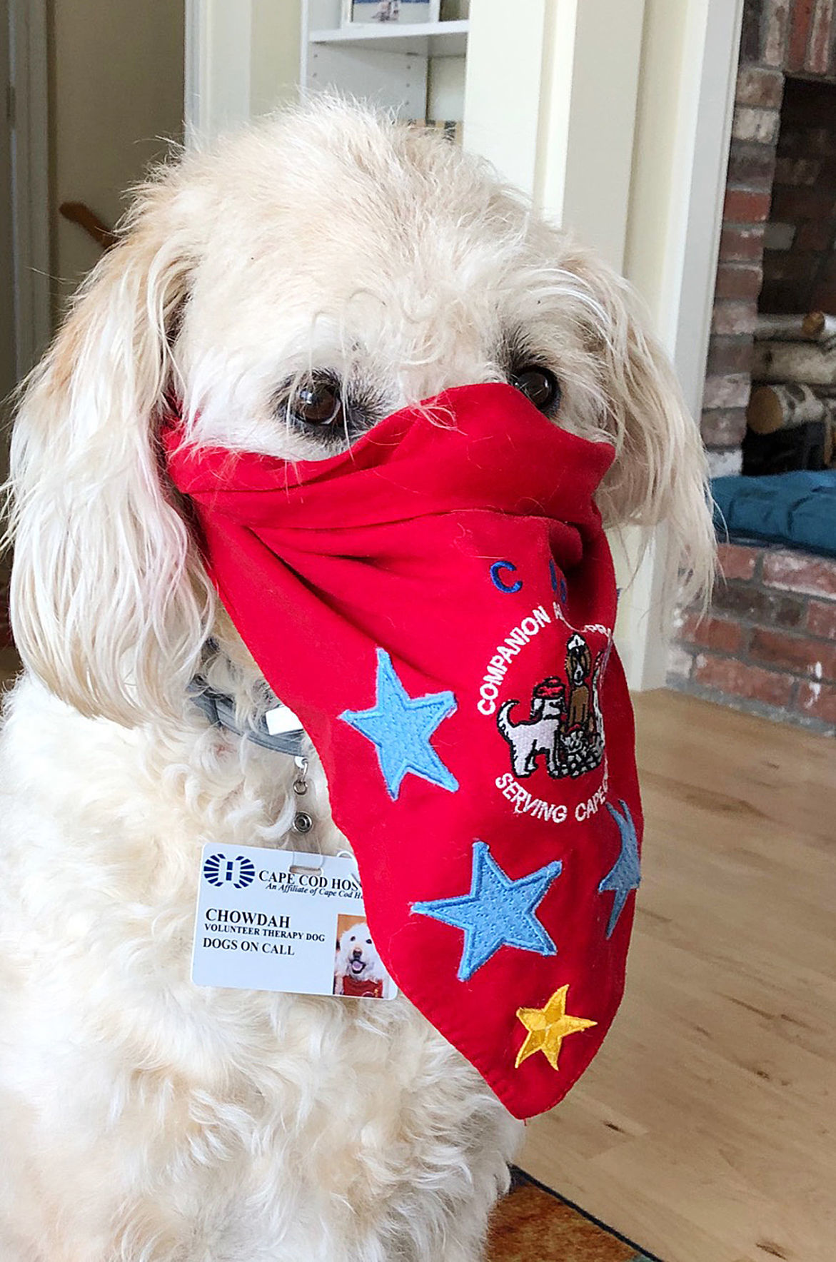 Companion Animal Program Dog With Mask
