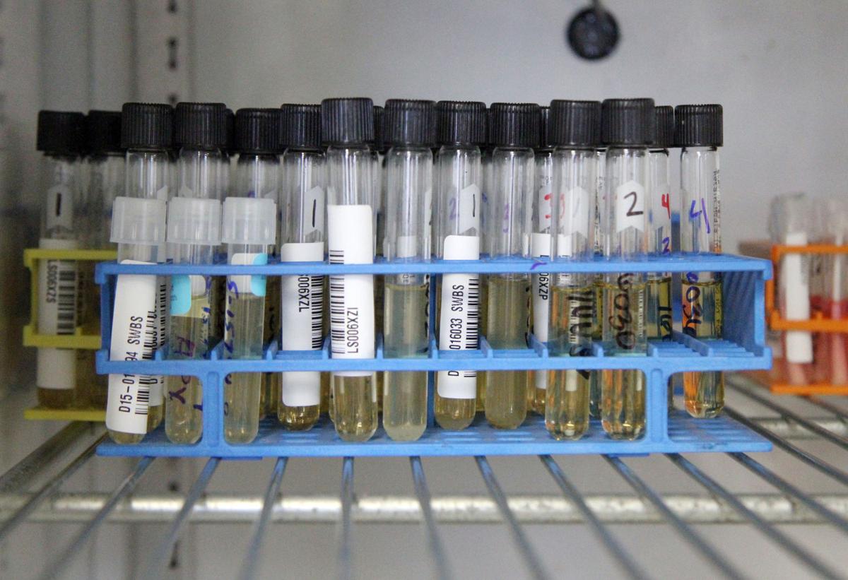 Feds making vaccines for poultry, humans for bird flu ...