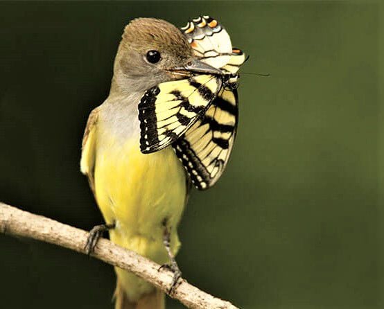 Bird of the Month: Blue Jay  Mississippi State University Extension Service