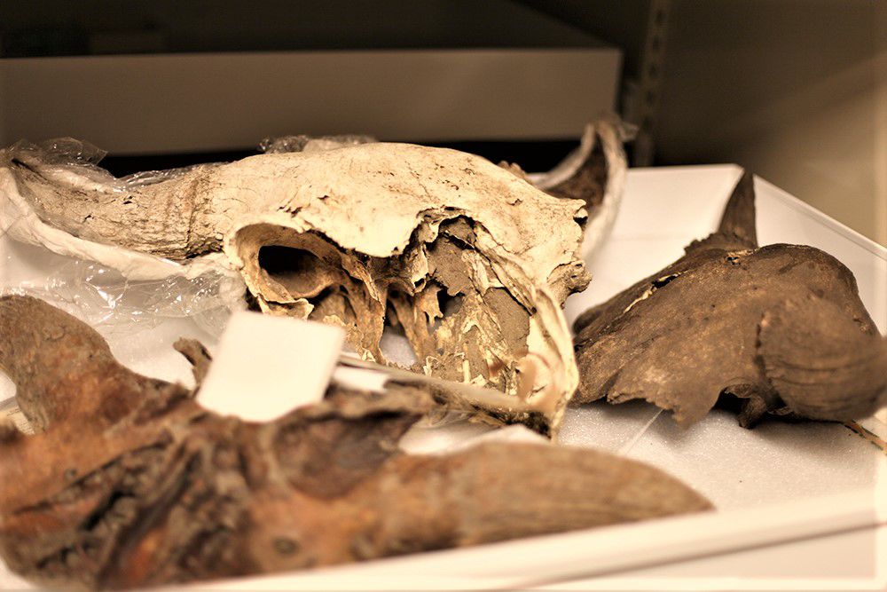 elk bones