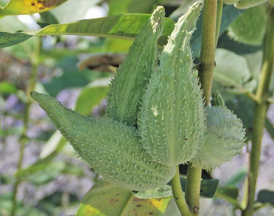 common milkweed pods