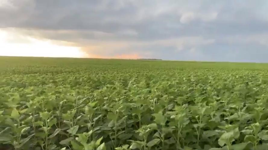 Hail ruins 100s of crop acres in Sully County News