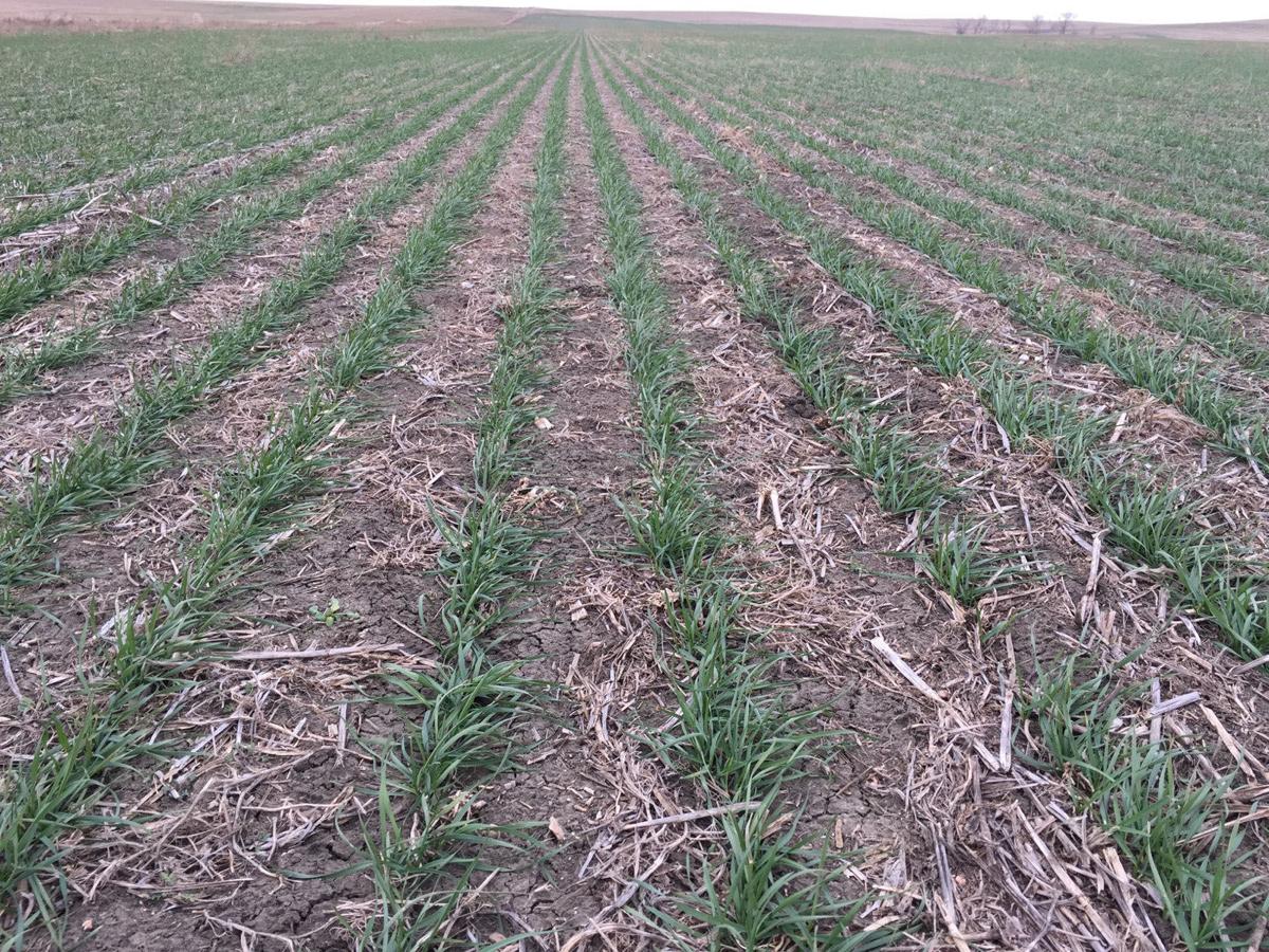 Sd Winter Wheat Crop Looking Better But Not Much Good As Corn