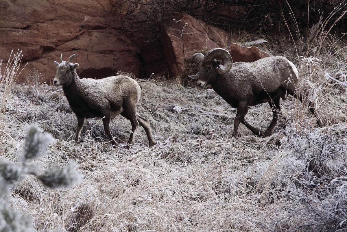 South Dakota Bighorn Sheep Auction Hunting License Proposal Pulled Capjournal Bureau Capjournal Com