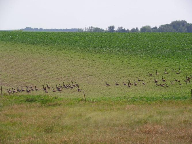 SD trying hard to keep Canada geese out of farmers’ fields