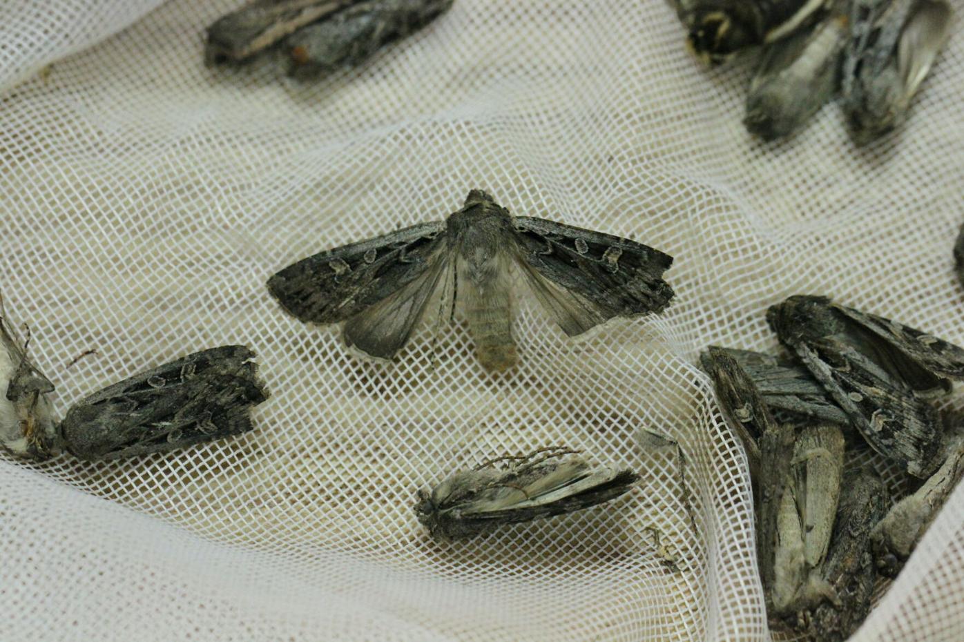 Moth trapping begins in Iowa