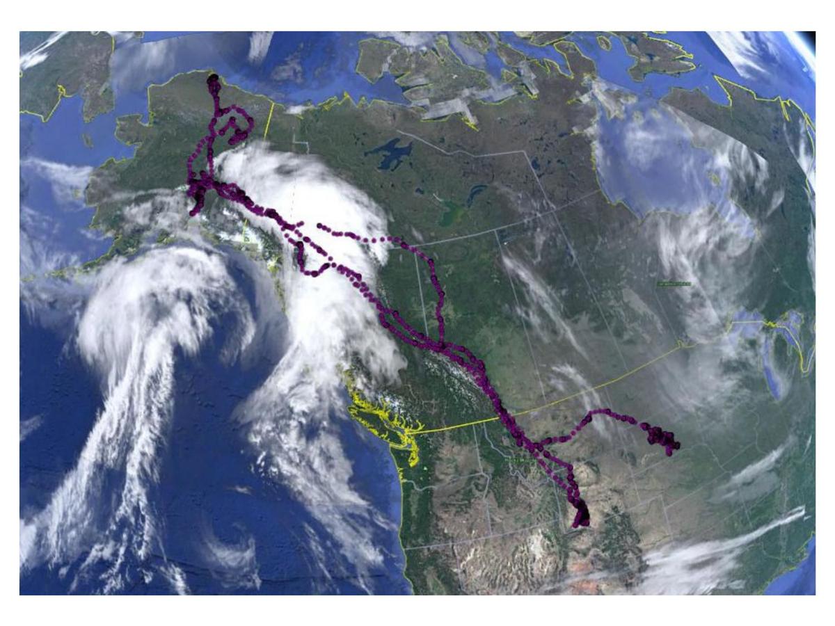 Golden Eagle Flight Path Capjournalcom