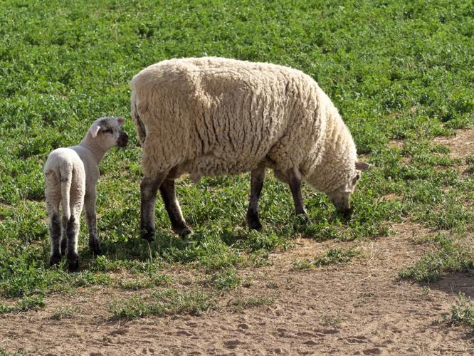 What's the Difference Between Lambs and Sheep  Mississippi State  University Extension Service