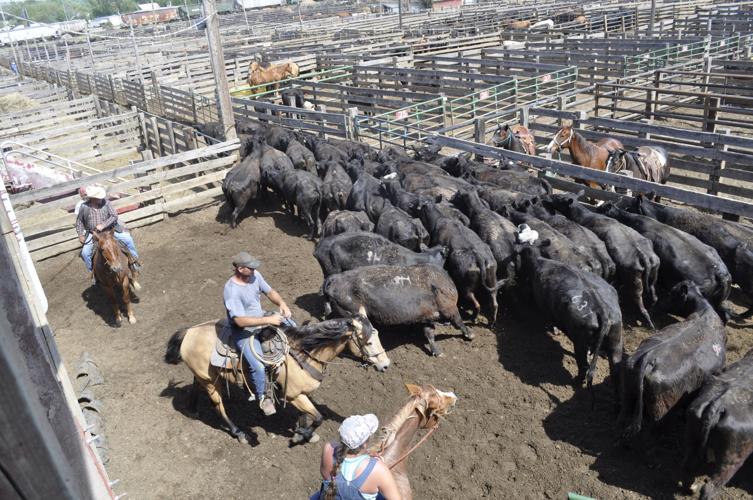 Feedlot cowboys aren't home on the range Community