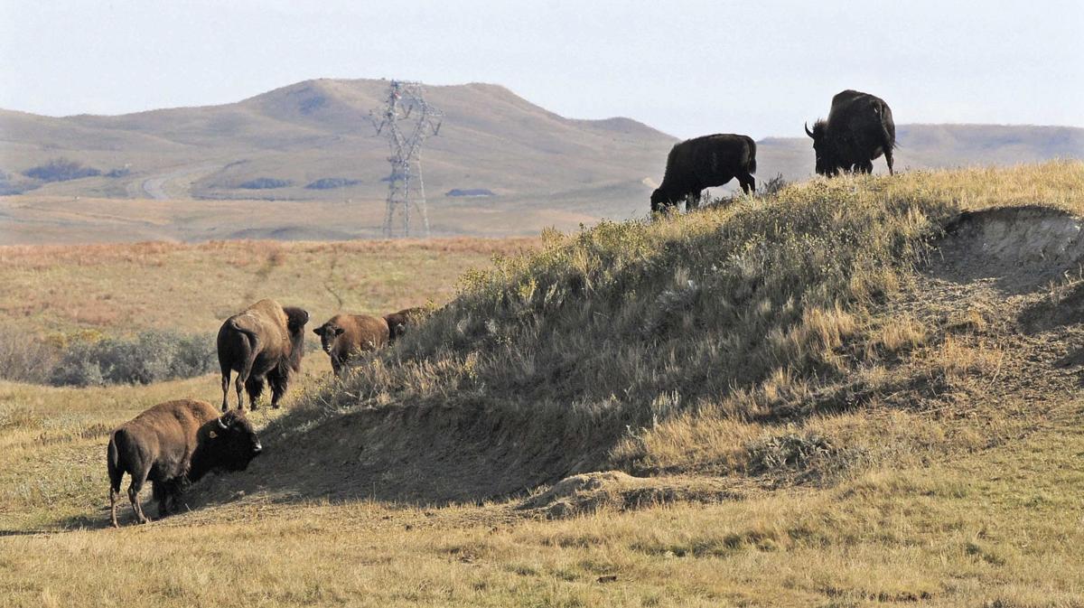 ND buffalo rancher killing 6 SD bald eagles with dog poison | Local News | capjournal.com