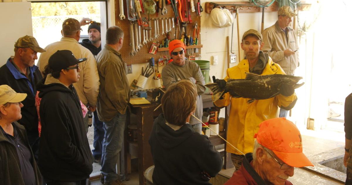 Oahe Salmon Fishery Looks To Be On The Upswing Officials Say Local oahe-salmon-fishery-looks-to-be-on-the-upswing-officials-say-local