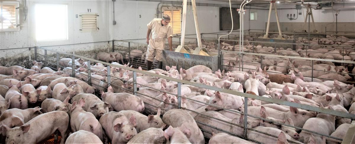 Meat Plant Closures Mean Thousands Of Pigs Wasted Local News Stories Capjournal Com