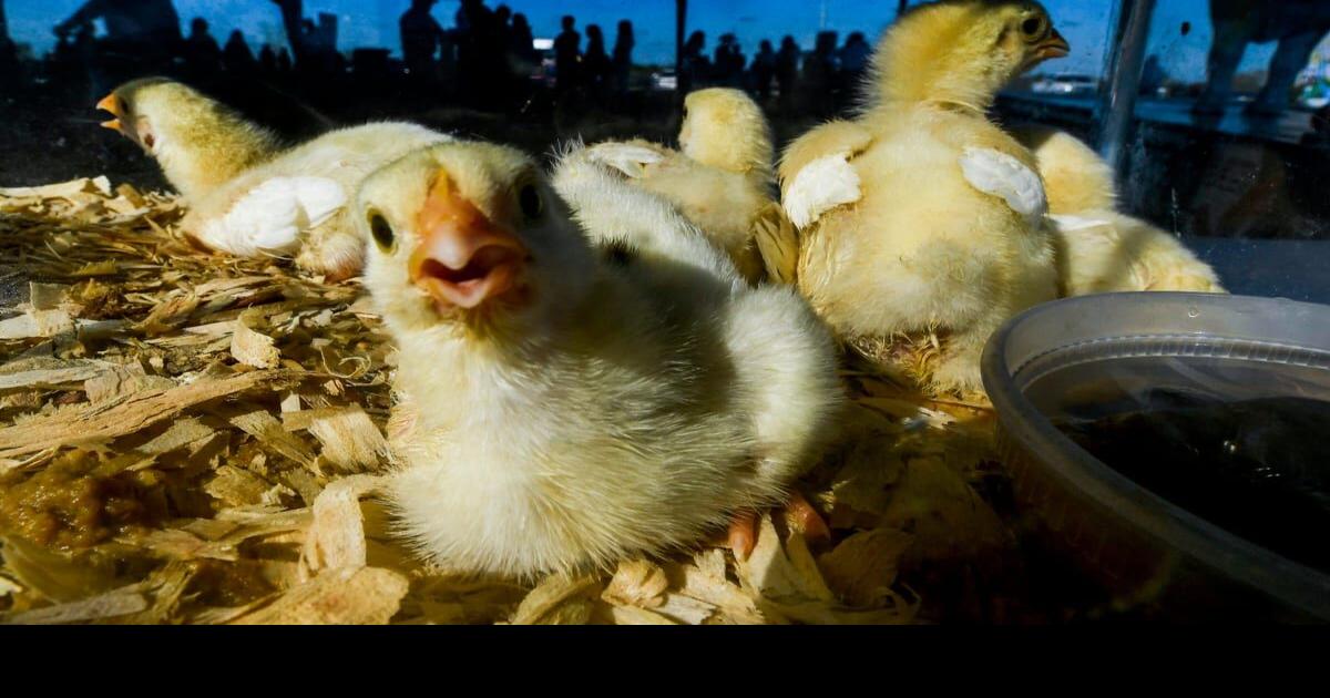 Best high school mascot in Michigan Top 10 candidates Scorebook Live