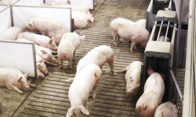 Iowa student’s invention helps pigs avoid getting squished