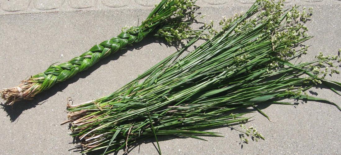Sweetgrass plants, customer examples from around the United States, A-M