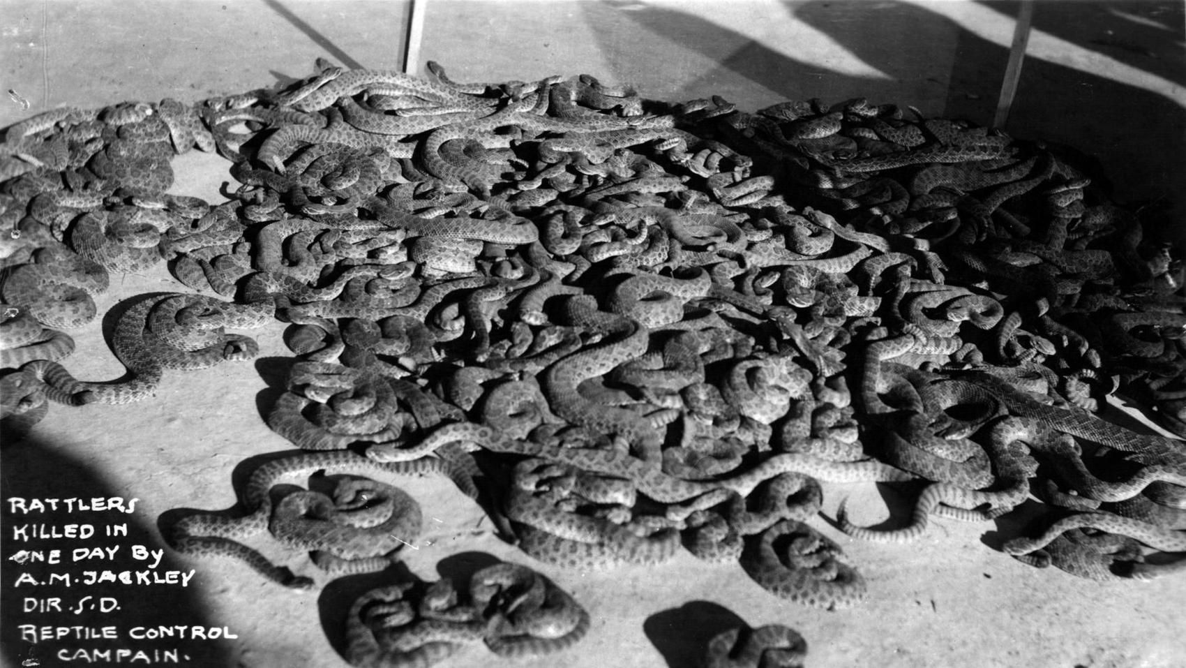 In 1916: 100 rattlesnakes killed and captured last week | Local News