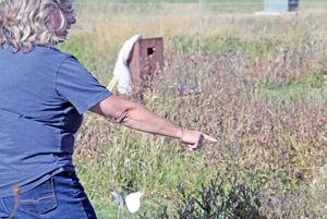 Monarchs mostly moved to Mexico, few stragglers remain