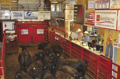 Fort Pierre Sales Barn Seeing Higher Numbers As Drought Drives