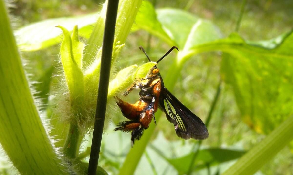 Garden Squash Vine Borer Biology Management Agriculture Capjournal Com   6330f4956b620.image 