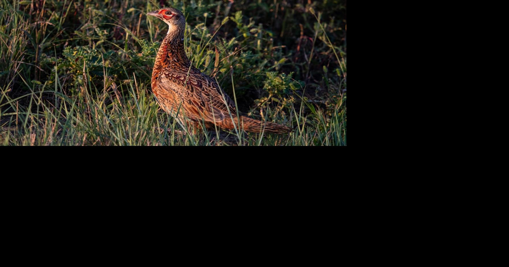 The Vital Role of Brood Rearing Habitat for Pheasants News