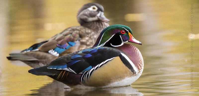 Colorful Comeback The Wood Duck Local News Stories