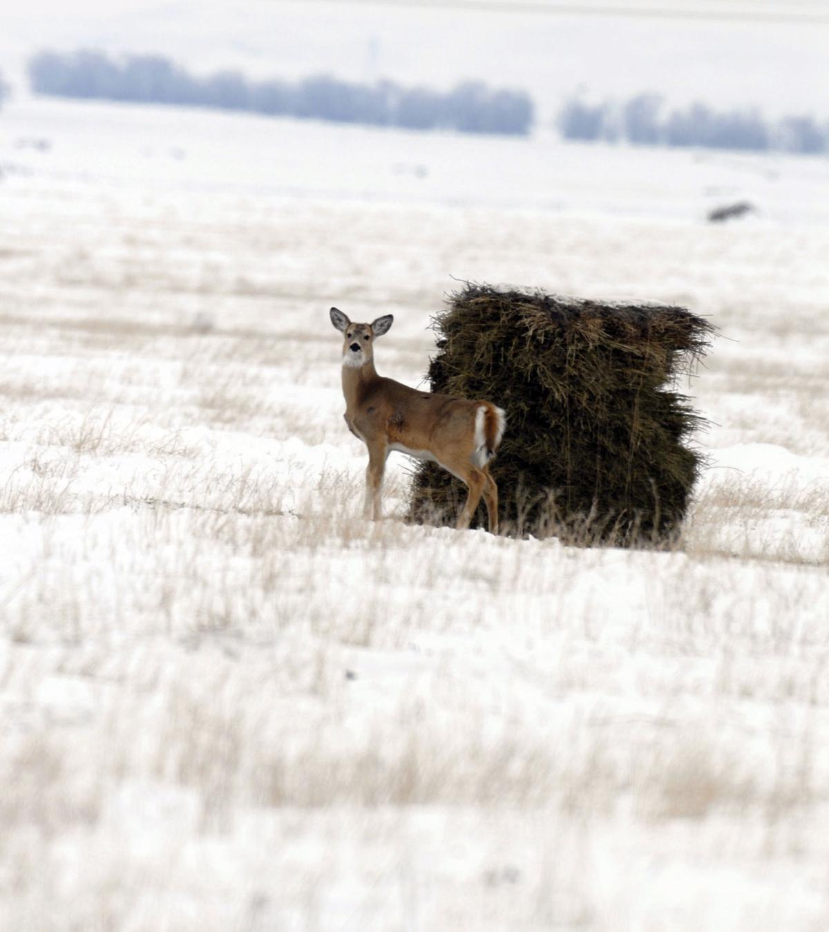 From Bucks To Bullwinkle Animals Hungry This Winter Local News