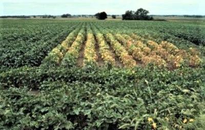 Sow and Grow with Sara: sampling for Soybean Cyst Nematode and fall cover crop management
