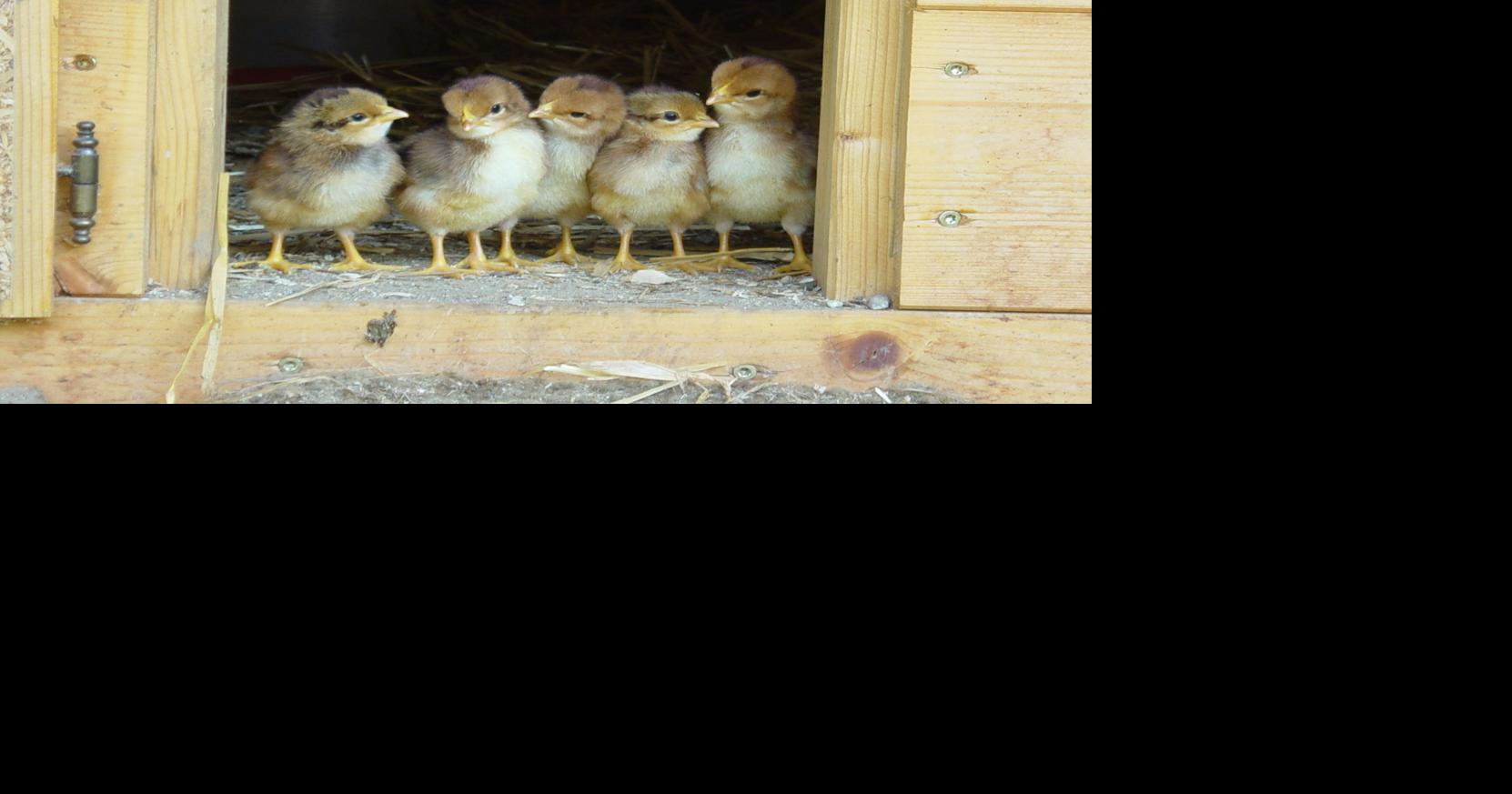 South Dakota Hutterite colonies submit feedlot applications Local