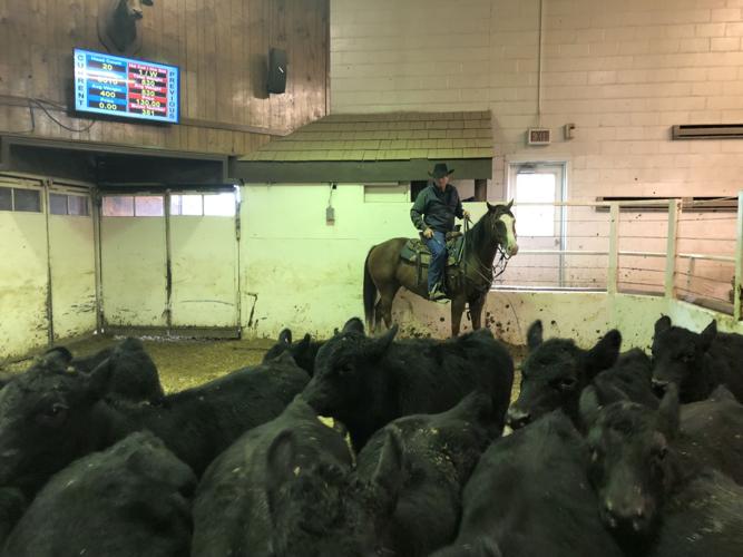 Cattle theft, and prevention, go hightech Local News Stories