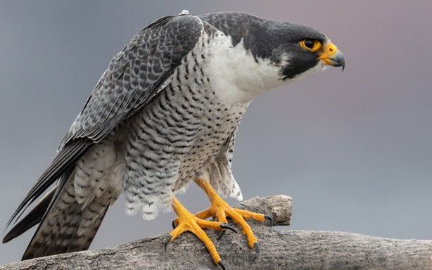 A dashing dive-bomber: the peregrine falcon | fastest animals in the world