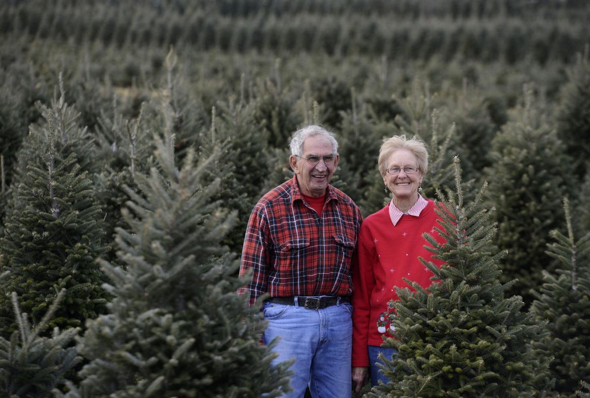 SD Christmas tree farmers retiring, not branching out | Local News Stories | 0